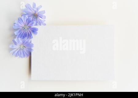L'été encore la vie. Scène de maquette de message d'accueil sur fond blanc. Papier vierge, têtes de fleurs de chicorée Banque D'Images