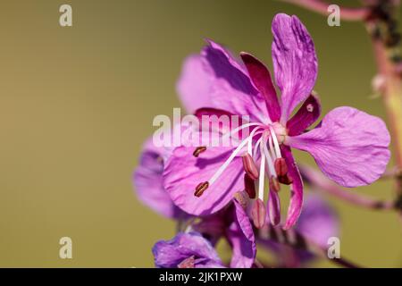 gros plan d'une fleur de pompier violet Banque D'Images