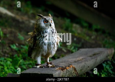 Un hibou de l'aigle européen Banque D'Images