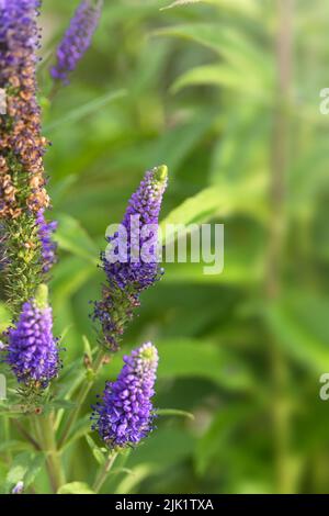 Fleurs bleues longues Veronica spicata dans un lit de fleurs. Plante ornementale herbacée vivace. Jardinage et aménagement paysager. Banque D'Images