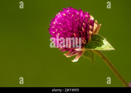 Les fleurs d'Allium sphaerocephalon en fleur sont pourpres, rondes avec un arrière-plan de feuillage vert flou Banque D'Images