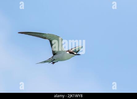 Sooty Tern floys sur le paysage isolé de l'île dans le parc national de Dry Tortugas Banque D'Images