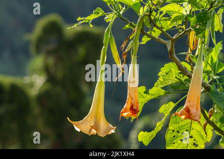 Les fleurs de la plante Datura Metel qui sont en fleur sont une combinaison d'ivoire et d'orange, poussant dans la cour pour la décoration Banque D'Images