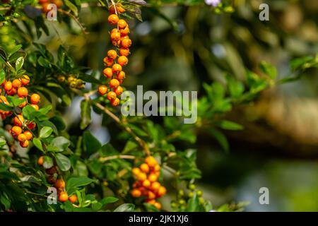 La plante de drewdrop dorée qui porte des fruits est de petite orange ronde, le fruit est rassemblé en grappes avec des tiges bancales Banque D'Images