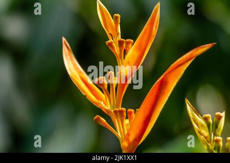 Gros plan de fleurs de paraquets d'orange, arrière-plan de feuillage vert flou Banque D'Images