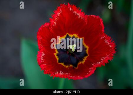 Gros plan belle fleur de tulipe rouge à franges ou terry qui pousse dans un jardin Banque D'Images