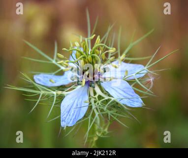 Nigella damascena plante florale au début de l'été avec différentes nuances de fleurs bleu vif sur petit arbuste vert, jardin ornemental Banque D'Images