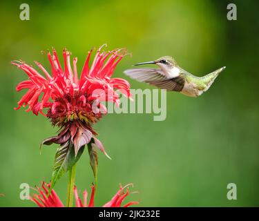 Une femelle d'Hummingbird à gorge rubis, Archilochus colubris, en vol à l'approche d'une fleur de baume d'abeille rouge Banque D'Images