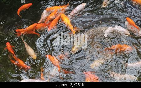 Koi Karp dans un étang, occupé pendant le temps de nourrir, beaucoup de poissons Banque D'Images