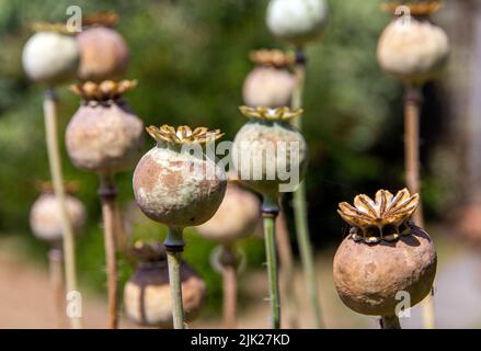 Chef de pavot à opium dans le jardin anglais Banque D'Images