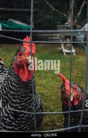 Deux poulets de Plymouth Rock barré regardant à travers la clôture à la caméra Banque D'Images