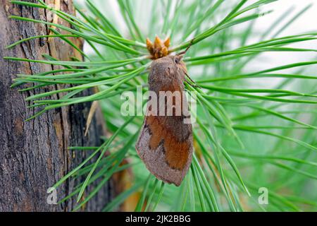 Arbre de pin Lappet Moth (Dendrolimus pini), femelle. Banque D'Images