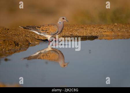 La tourterelle européenne (Streptopelia turtur) Banque D'Images