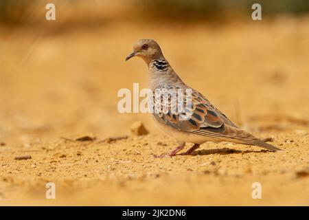 La tourterelle européenne (Streptopelia turtur) Banque D'Images