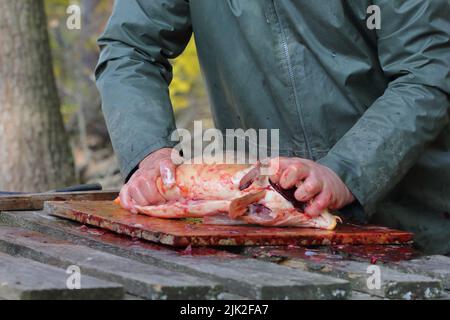 le pêcheur tue la carpe pendant la prise de l'étang, préparant le poisson pour la cuisine Banque D'Images