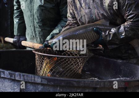 herbe carpe dans le filet pendant la prise de l'étang, le pêcheur tire le poisson hors du filet Banque D'Images