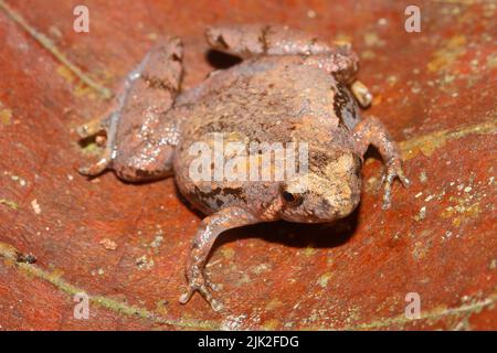 Grenouille à col étroit de Matang - Microhyla borneensis en habitat naturel Banque D'Images