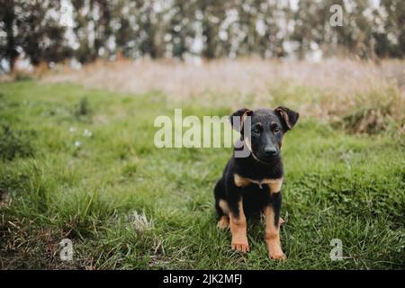 Petit chien noir et brun mignon mongrel, assis sur l'herbe. Espace de copie Banque D'Images