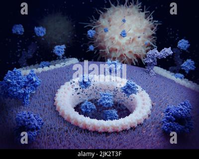 Illustration montrant la pyroptose, processus de mort cellulaire inflammatoire. Les cytokines il-1 bêta et IL18 libérées par les pores de la gasdermine D attirent les cellules immunitaires. La cellule pyroptotique, une cellule T, perd des substances cellulaires entraînant la mort des cellules lytiques. Les protéines membranaires indiquées au premier plan sont des récepteurs de cellules T (bleu foncé). Les protéines membranaires en arrière-plan sont CD4 molécules. Banque D'Images