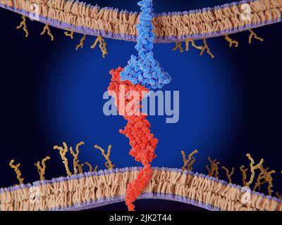 Illustration montrant la liaison entre le PD-L1 (ligand de mort cellulaire programmé 1, rouge) à la surface d'une cellule cancéreuse et le point de contrôle immunitaire PD-1 (protéine de mort cellulaire programmée 1, bleu) sur une cellule T. Cette liaison empêche la cellule T de tuer d'autres cellules, y compris les cellules cancéreuses. Banque D'Images