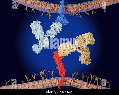 Inhibiteurs du point de contrôle immunitaire, illustration. Les points de contrôle immunitaires sont des régulateurs du système immunitaire. L'illustration montre des anticorps bloquant l'interaction entre le PD-L1 (rouge) à la surface d'une cellule cancéreuse et le point de contrôle immunitaire PD-1 (bleu) sur une cellule T, permettant aux lymphocytes T d'attaquer les cellules cancéreuses. Banque D'Images