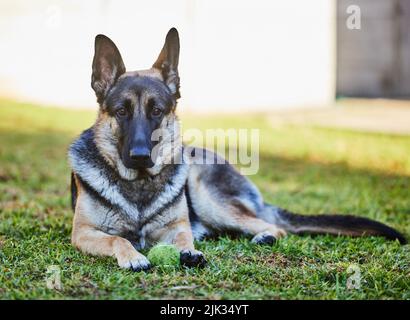 Le système IVE a mon œil sur vous. Prise de vue en longueur d'un adorable Berger allemand couché sur l'herbe à l'extérieur pendant une journée à la maison. Banque D'Images