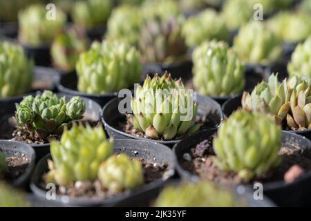 Gros plan de beaucoup de succulents à vendre debout à la pépinière de jardin. Petite entreprise, jardin de pépinière Banque D'Images