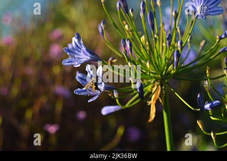 Abeille bleue pollinisante Agapanthus Moonlight Star fleur Banque D'Images