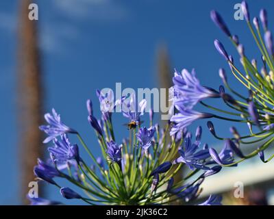 Abeille bleue pollinisante Agapanthus Moonlight Star fleur Banque D'Images