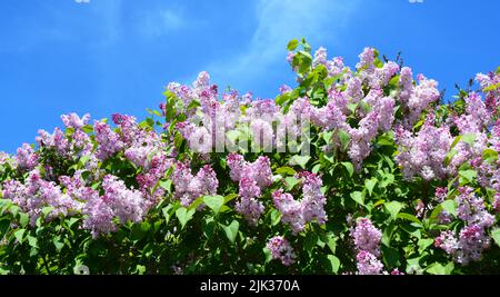 Un beau syringa vulgaris en fleurs, buisson lilas commun avec des panicules roses, lavande et fleur luxuriante contre le ciel bleu. Maiden's Blush Syringa, lilas Banque D'Images