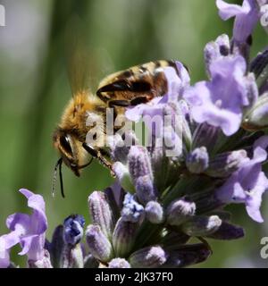 Abeille à miel (Apis mellifera) Banque D'Images