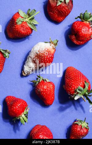 pourrir les fraises sur fond bleu.problème de faim dans le monde. copier l'espace. surconsommation, concept de gaspillage alimentaire. nourriture gâchée, dangereuse. Banque D'Images