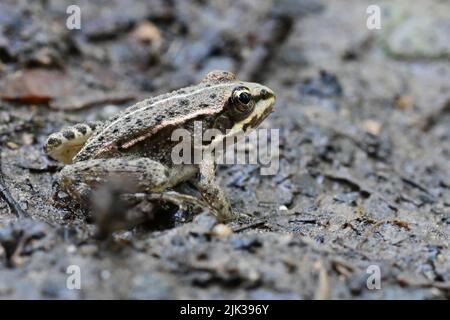 Grenouille verte européenne (Pélophylax esculentus) en Provence, dans le sud de la France Banque D'Images