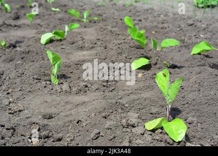 Jeune aubergine ou brinjal transplanté de pots dans le sol. Les semis d'aubergines qui poussent dans le potager sont au printemps. Banque D'Images