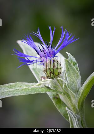 La tête de fleur d'un magnifique Cornflower de montagne (Centaurea cyanus) Banque D'Images