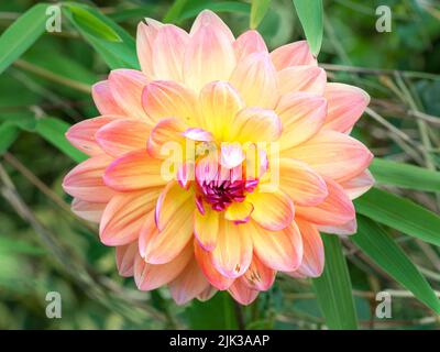 Grand double fleur de Dahlia en plein soleil dans un jardin Banque D'Images