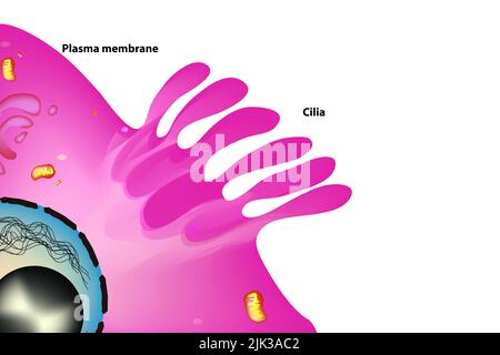 cilia anatomie dans la cellule Banque D'Images