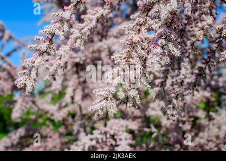 Beaucoup de fleurs roses vives et de petits bourgeons de Tamarix, tamarisk ou cèdre du sel dans un jardin ensoleillé de printemps, beau fond extérieur photographié avec humour Banque D'Images