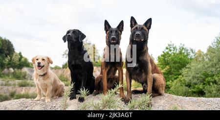 Quatre chiens obéissants - deux bergers belges malinois, un labrador retriever et une race mixte - assis dans une ligne extérieure dans la nature. Banque D'Images