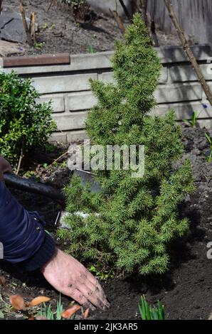 Comment cultiver et prendre soin de l'épinette naine de l'Alberta, Picea glauca CONICA. Transplantation d'une épinette d'Alberta naine à feuilles persistantes, Picea glauca CONICA, à partir d'un pot Banque D'Images