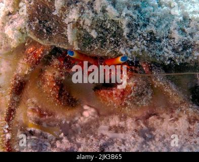 Un crabe ermite (Dardanus sp.) dans Cozumel. Mexique Banque D'Images