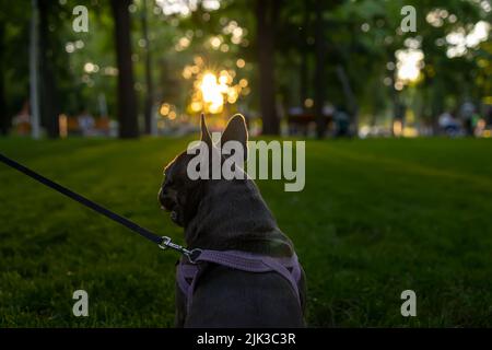 gros plan de la tête et des oreilles d'un bouledogue français debout, dos à l'appareil photo, en regardant devant le coucher du soleil Banque D'Images