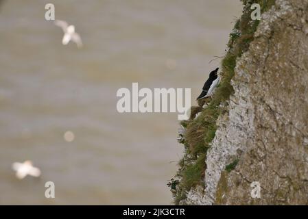 Une paire d'oiseaux de Razorbill se sont assis sur un bord de falaise le long de la côte britannique (RSPB Bempton Cliffs). Le Razor-Baught Auk (Alca torda) est un oiseau de mer AKA Lesser Auk. Banque D'Images