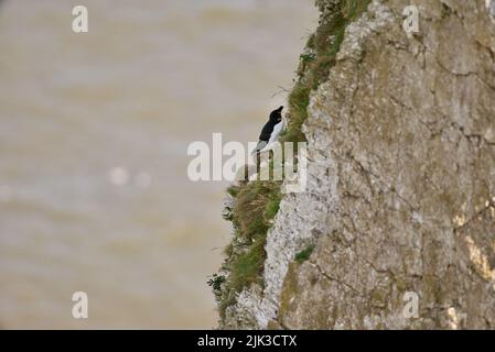 Une paire d'oiseaux de Razorbill se sont assis sur un bord de falaise le long de la côte britannique (RSPB Bempton Cliffs). Le Razor-Baught Auk (Alca torda) est un oiseau de mer AKA Lesser Auk. Banque D'Images