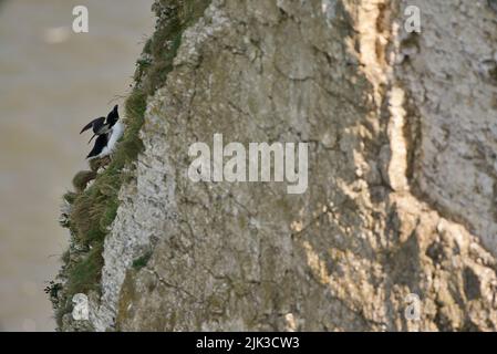 Une paire d'oiseaux de Razorbill se sont assis sur un bord de falaise le long de la côte britannique (RSPB Bempton Cliffs). Le Razor-Baught Auk (Alca torda) est un oiseau de mer AKA Lesser Auk. Banque D'Images