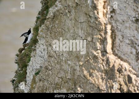 Une paire d'oiseaux de Razorbill se sont assis sur un bord de falaise le long de la côte britannique (RSPB Bempton Cliffs). Le Razor-Baught Auk (Alca torda) est un oiseau de mer AKA Lesser Auk. Banque D'Images