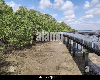 Forêt de mangroves dans la zone intertidale avant la marée haute à la réserve naturelle de Sungei Buloh à Singapour Banque D'Images