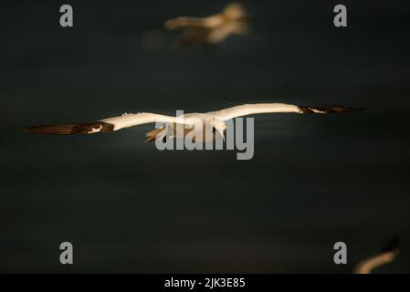 Le Gannet du Nord en vol (Morus bassanus), le Gannet volant au-dessus de l'eau. Banque D'Images