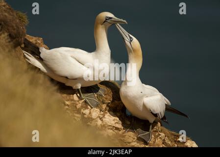 Paire de Gannets du Nord (Morus bassanus) (RSPB Bempton Cliffs). Un couple de Gannets, une paire de courting, montrant l'intimité. La cour de Gannet. Banque D'Images