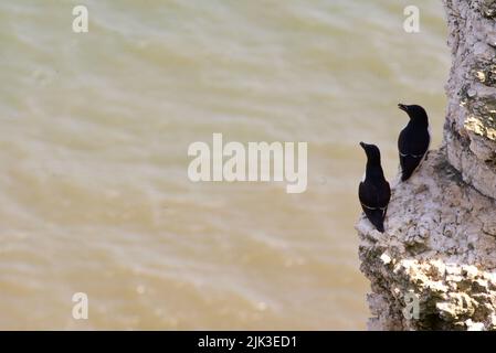 Une paire d'oiseaux de Razorbill se sont assis sur un bord de falaise le long de la côte britannique (RSPB Bempton Cliffs). Le Razor-Baught Auk (Alca torda) est un oiseau de mer AKA Lesser Auk. Banque D'Images